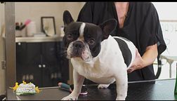 Il cane a pelo corto: come toelettarlo?